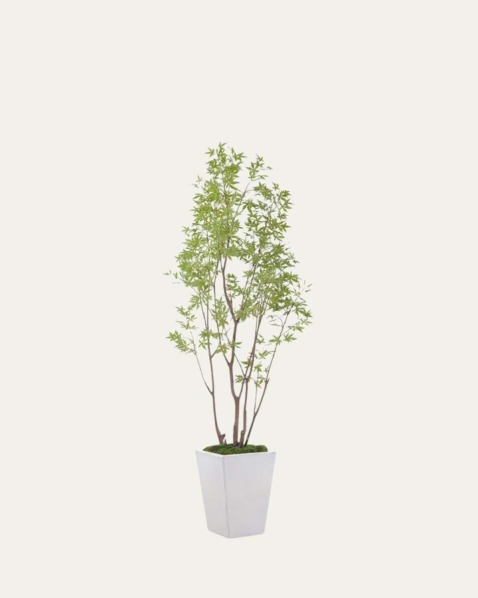 Amur Maple Tree in Ceramic Planter